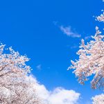 なぜ中国人は花見が好きなのか？中国における“桜グッズ”の人気度とは？中国桜の歴史も合わせて解説